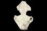 Fossil Oreodont (Merycoidodon) Skull - Wyoming #174374-3